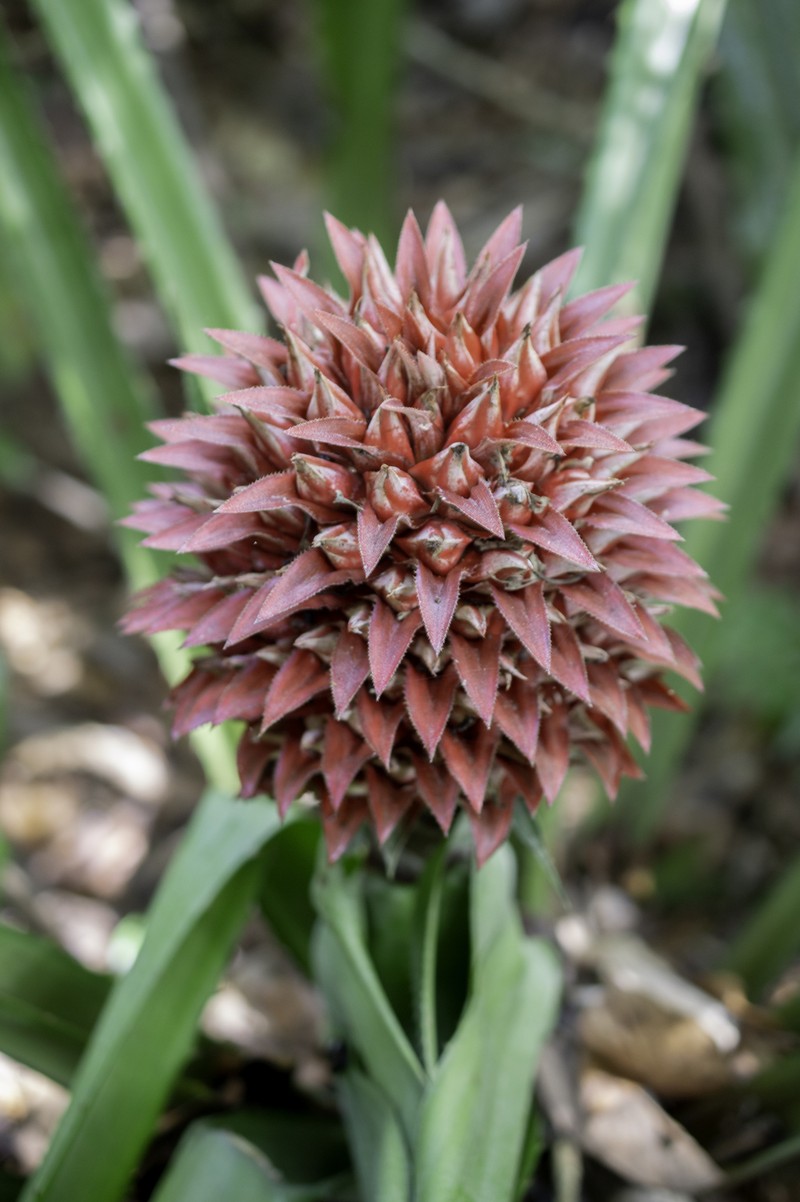 Aechmea fernandae photo 8