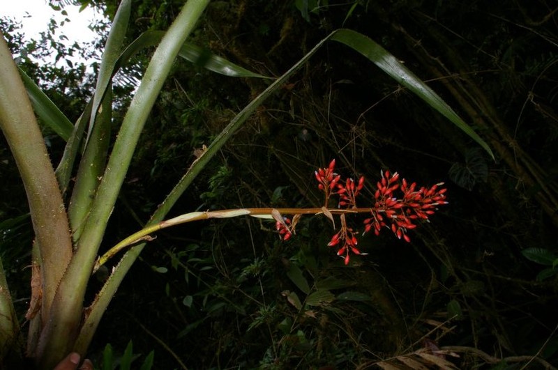 Aechmea ferruginea