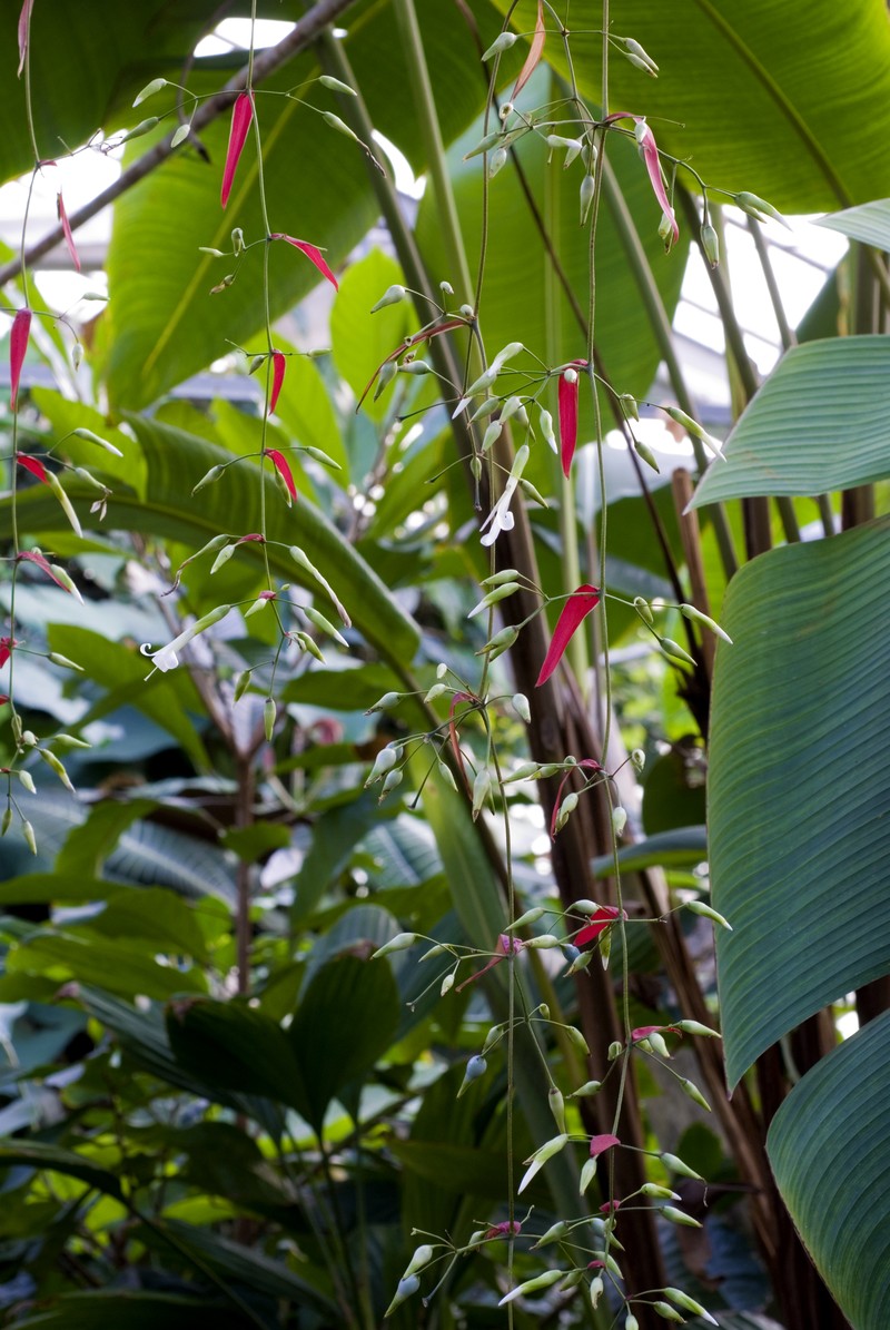 Aechmea filicaulis