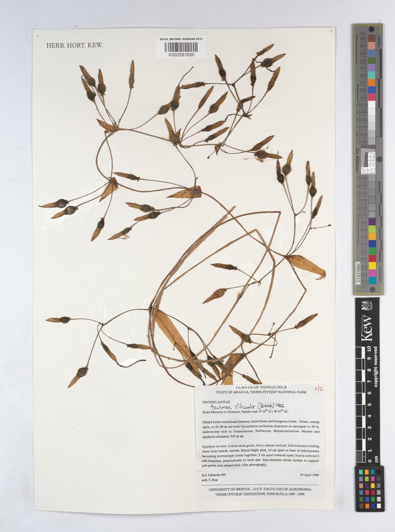 Aechmea filicaulis photo 4