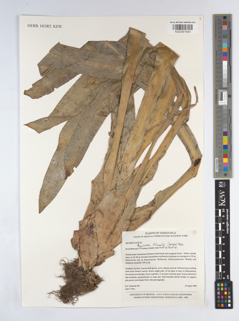 Aechmea filicaulis photo 7
