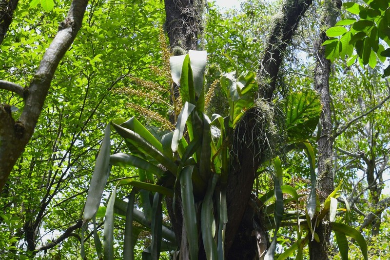 Aechmea floribunda photo 2