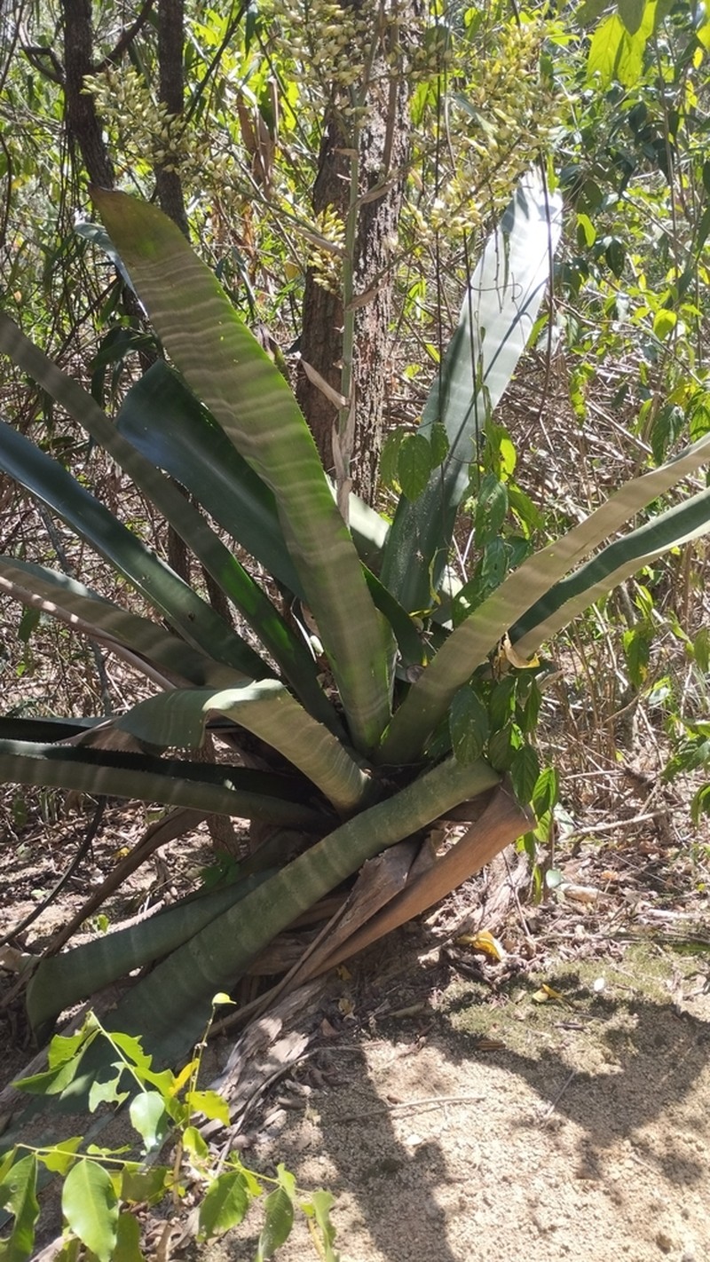Aechmea floribunda photo 5