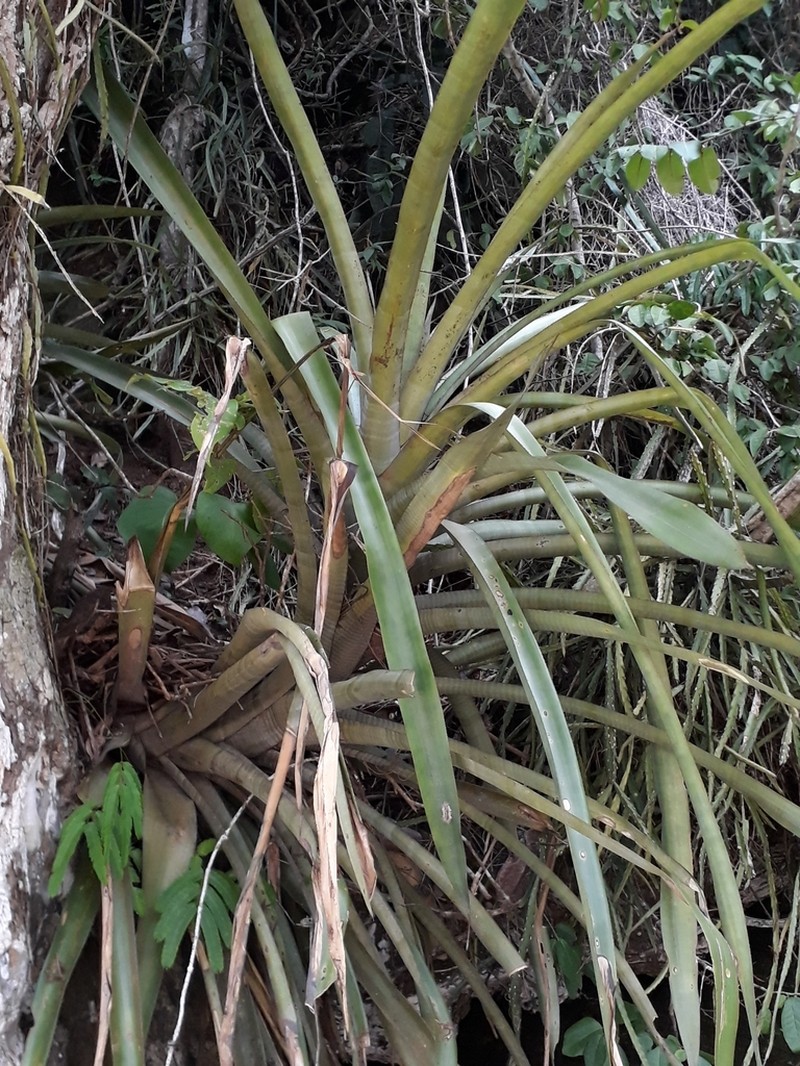 Aechmea floribunda photo 7