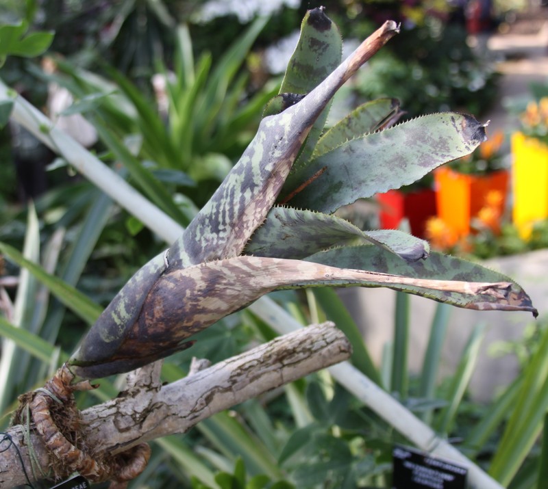 Aechmea fosteriana