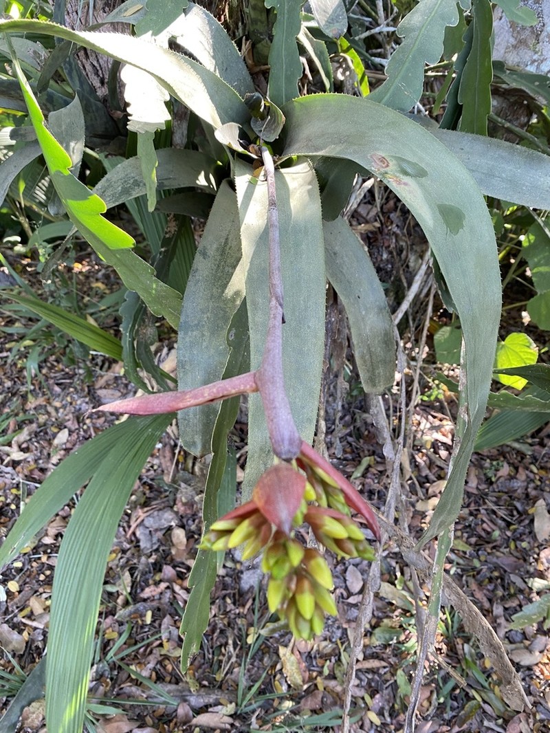 Aechmea fosteriana photo 2