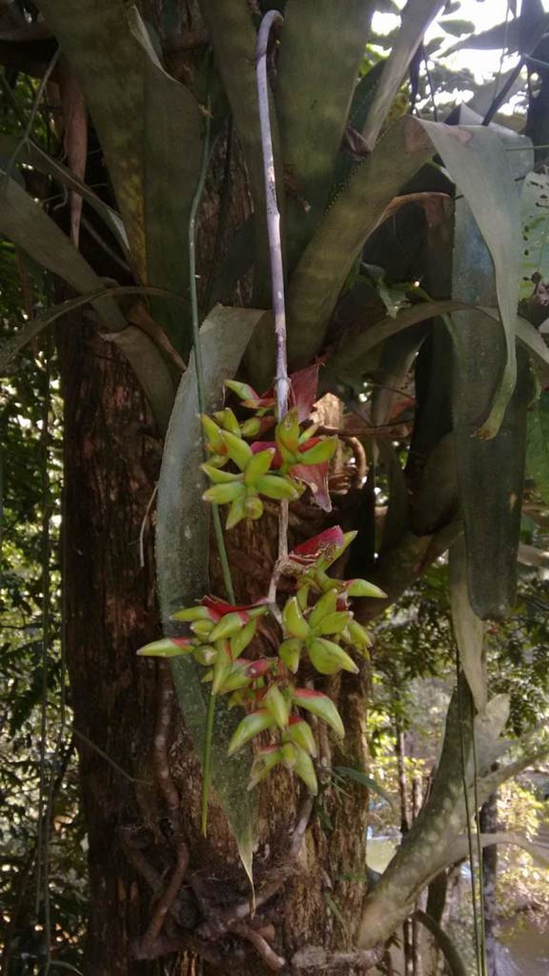 Aechmea fosteriana photo 3