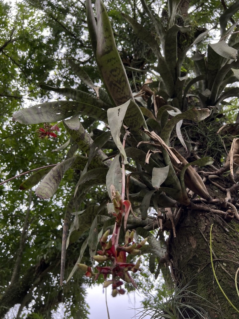 Aechmea fosteriana photo 4