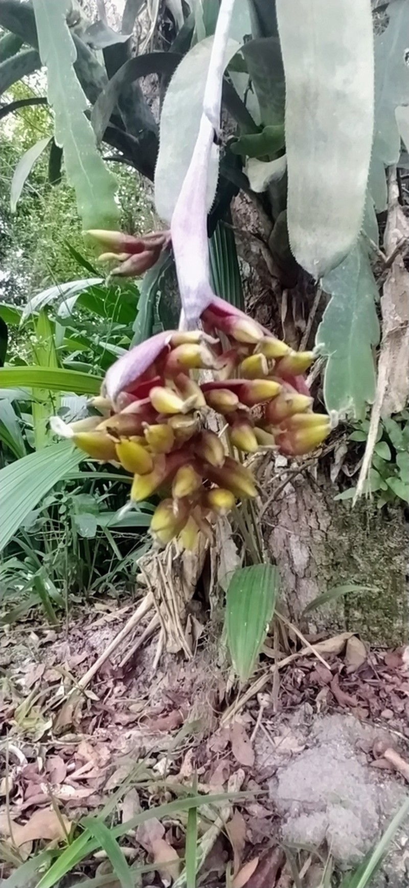 Aechmea fosteriana photo 5