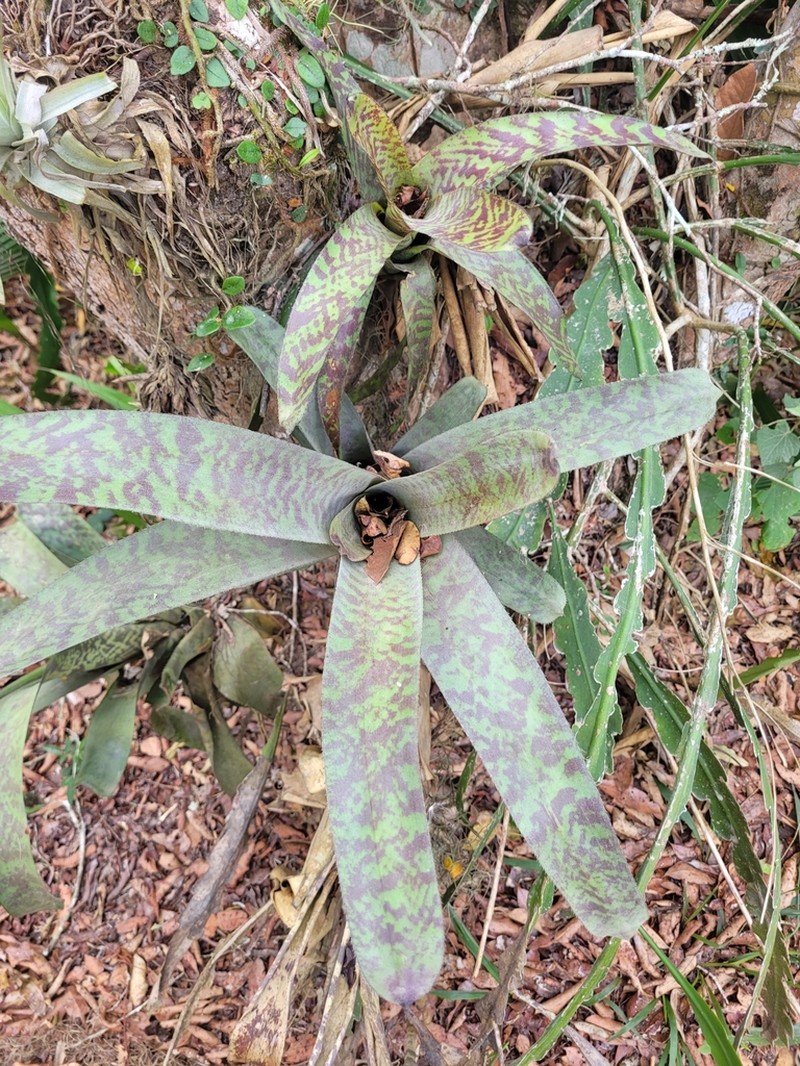 Aechmea fosteriana photo 6