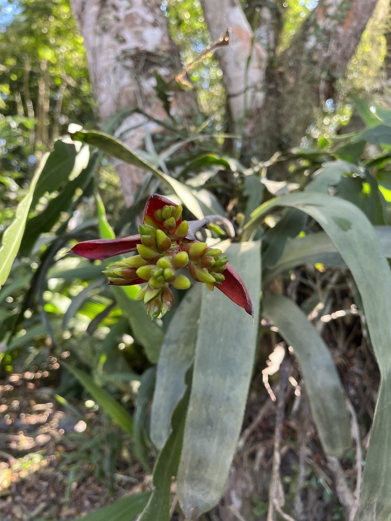 Aechmea fosteriana photo 7