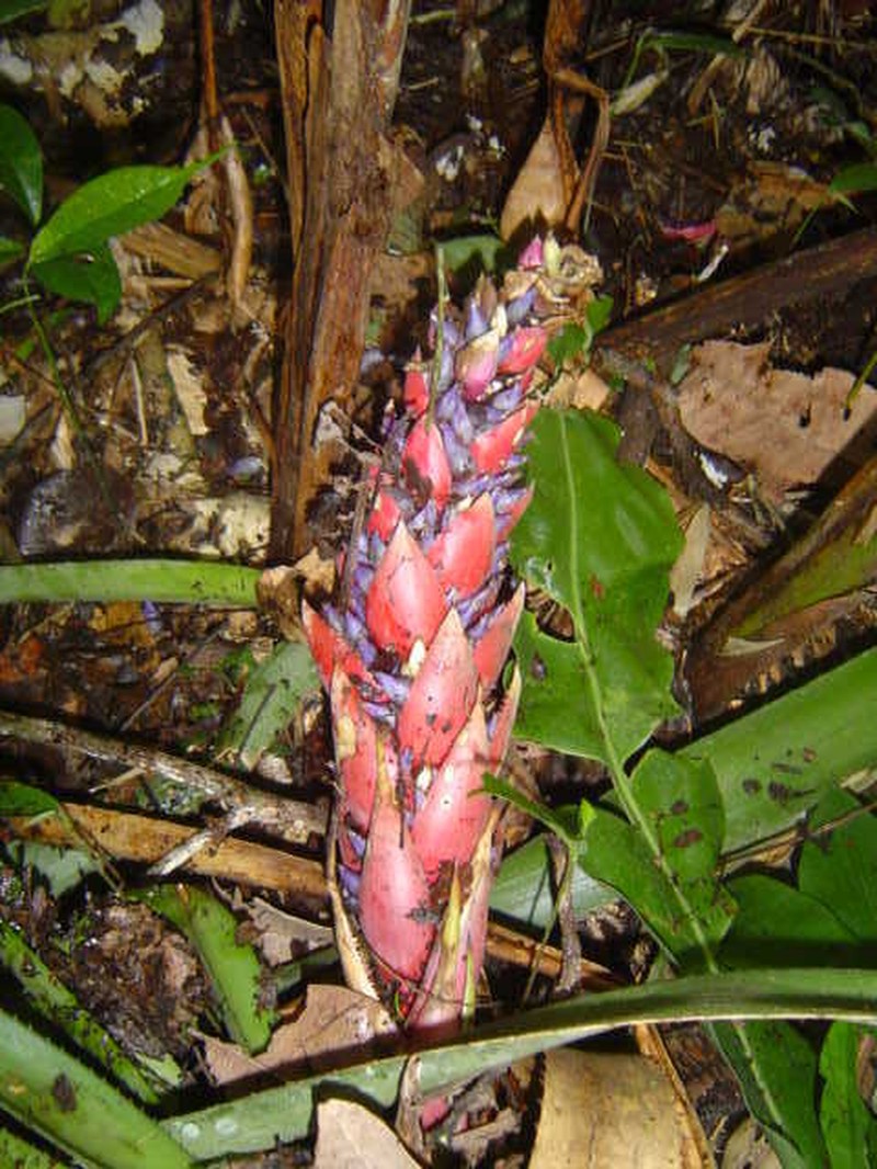 Aechmea fuerstenbergii photo 2