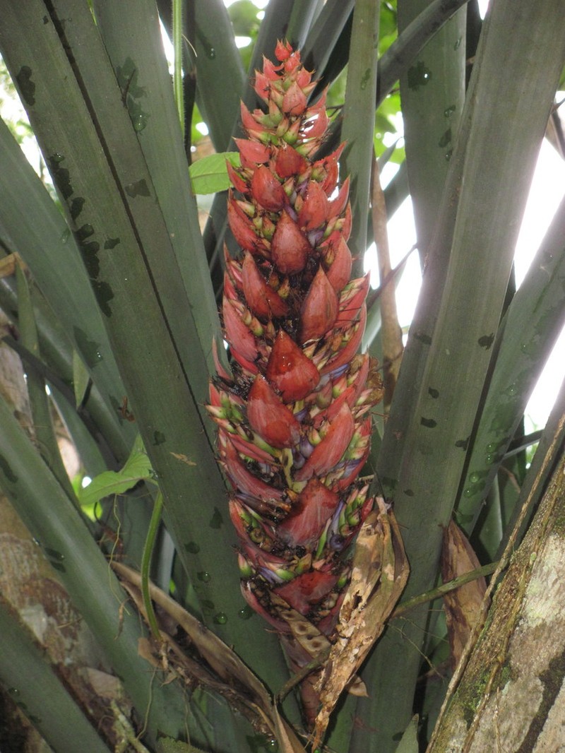 Aechmea fuerstenbergii photo 3