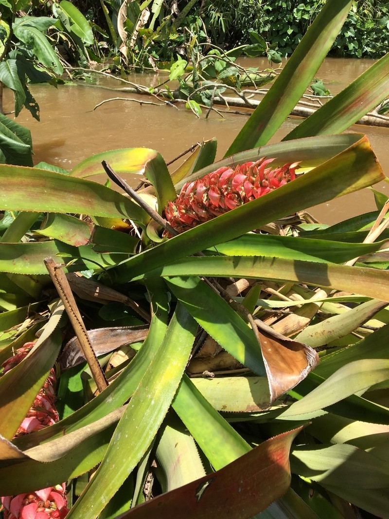 Aechmea fuerstenbergii photo 5