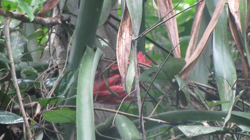 Aechmea fuerstenbergii photo 7