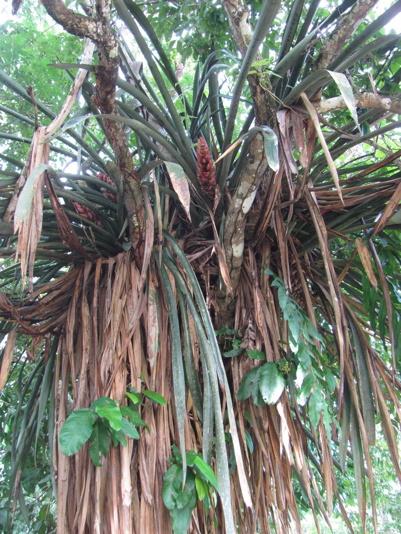 Aechmea fuerstenbergii photo 8