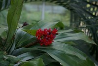 Aechmea fulgens