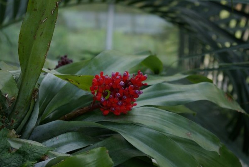 Aechmea fulgens