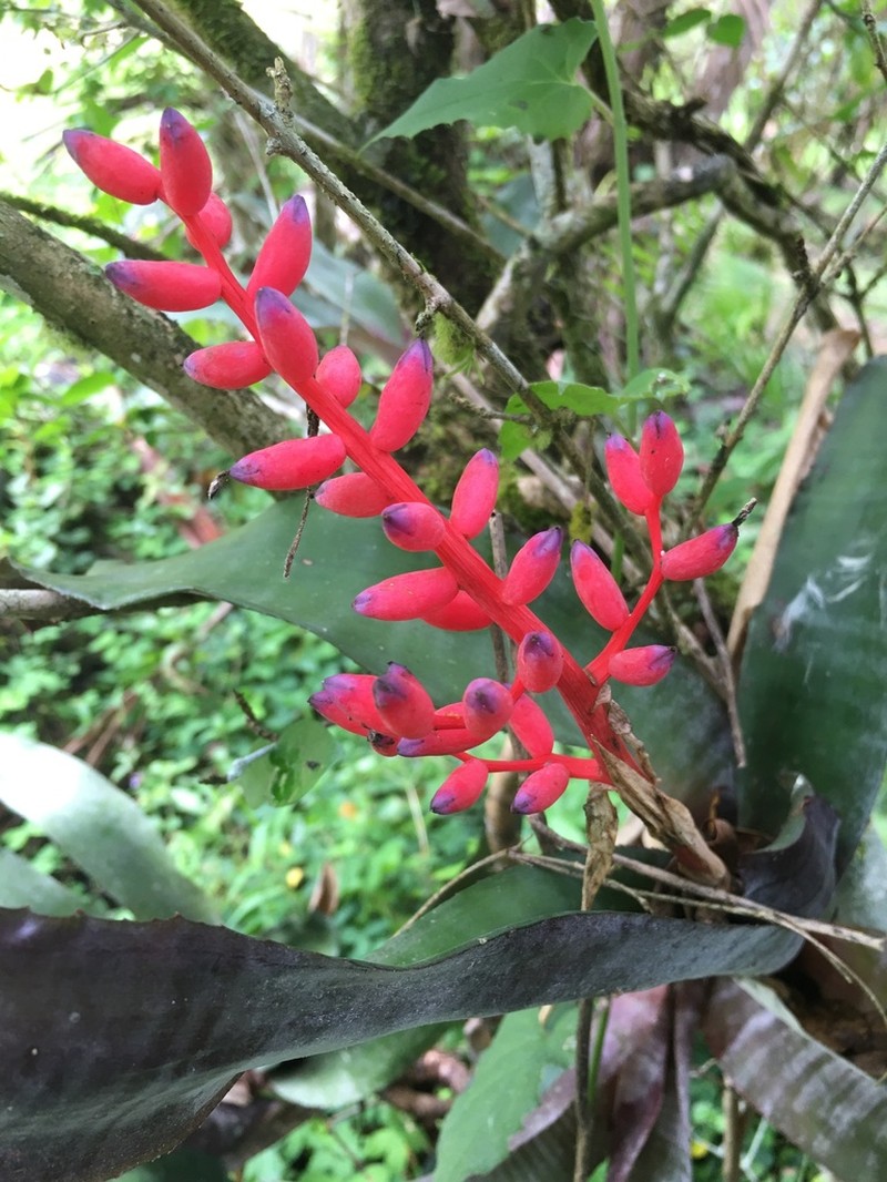 Aechmea fulgens photo 2