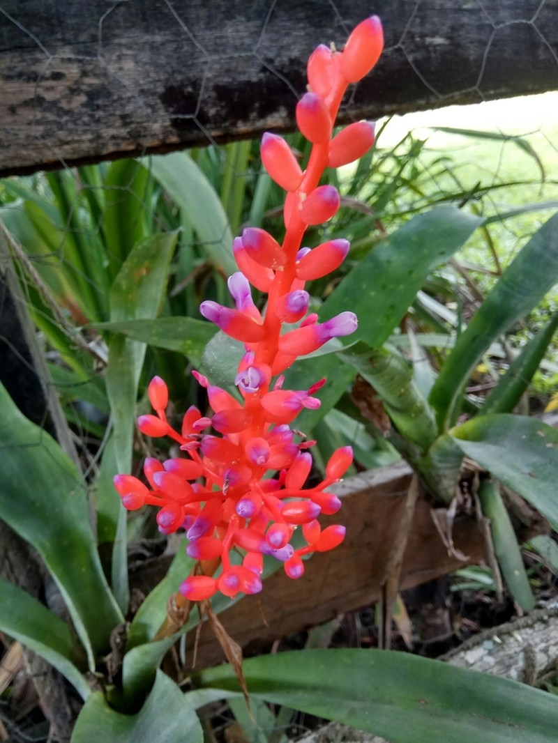 Aechmea fulgens photo 3