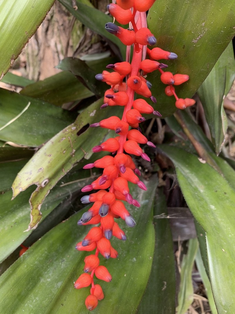 Aechmea fulgens photo 4