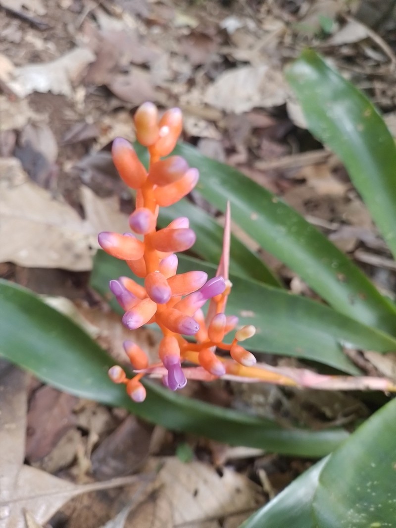 Aechmea fulgens photo 5