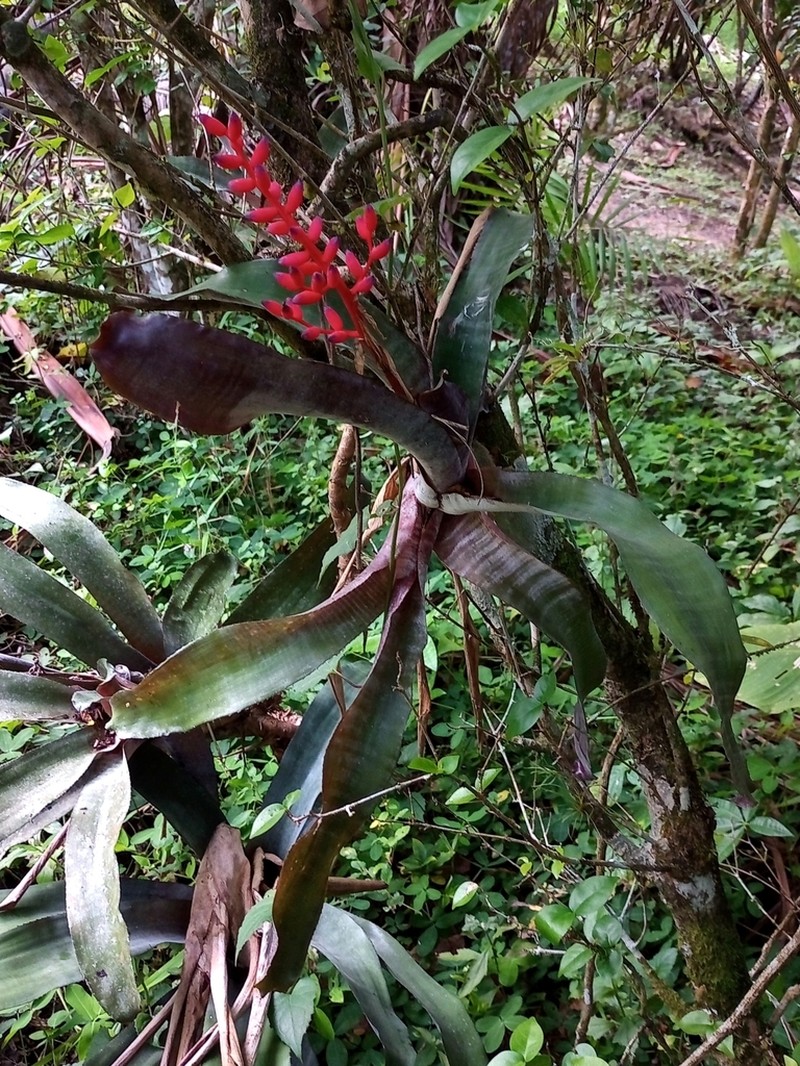Aechmea fulgens photo 6