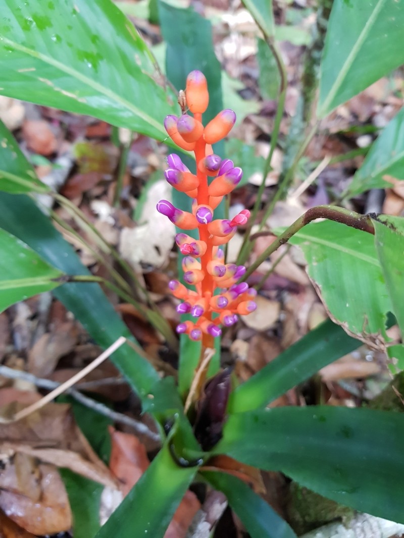 Aechmea fulgens photo 7