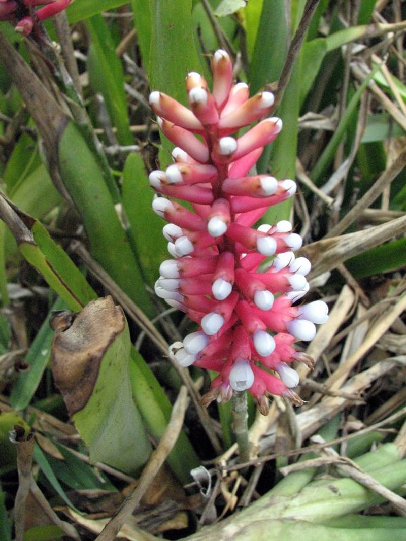 Aechmea gamosepala