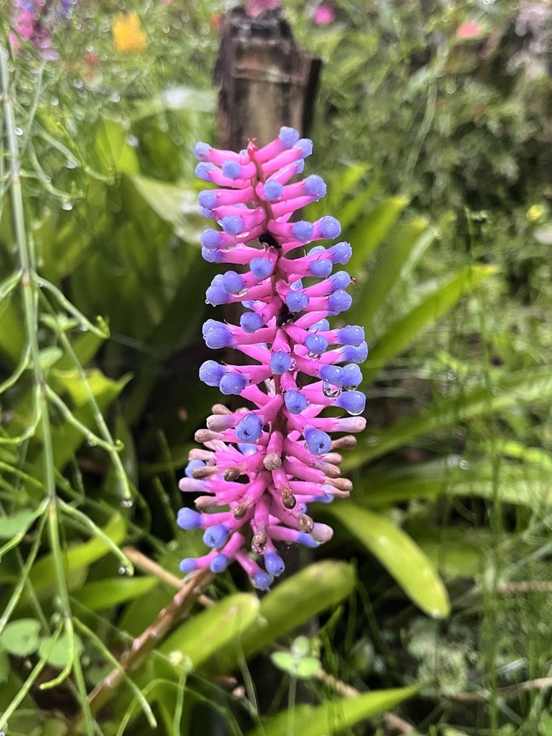 Aechmea gamosepala photo 2