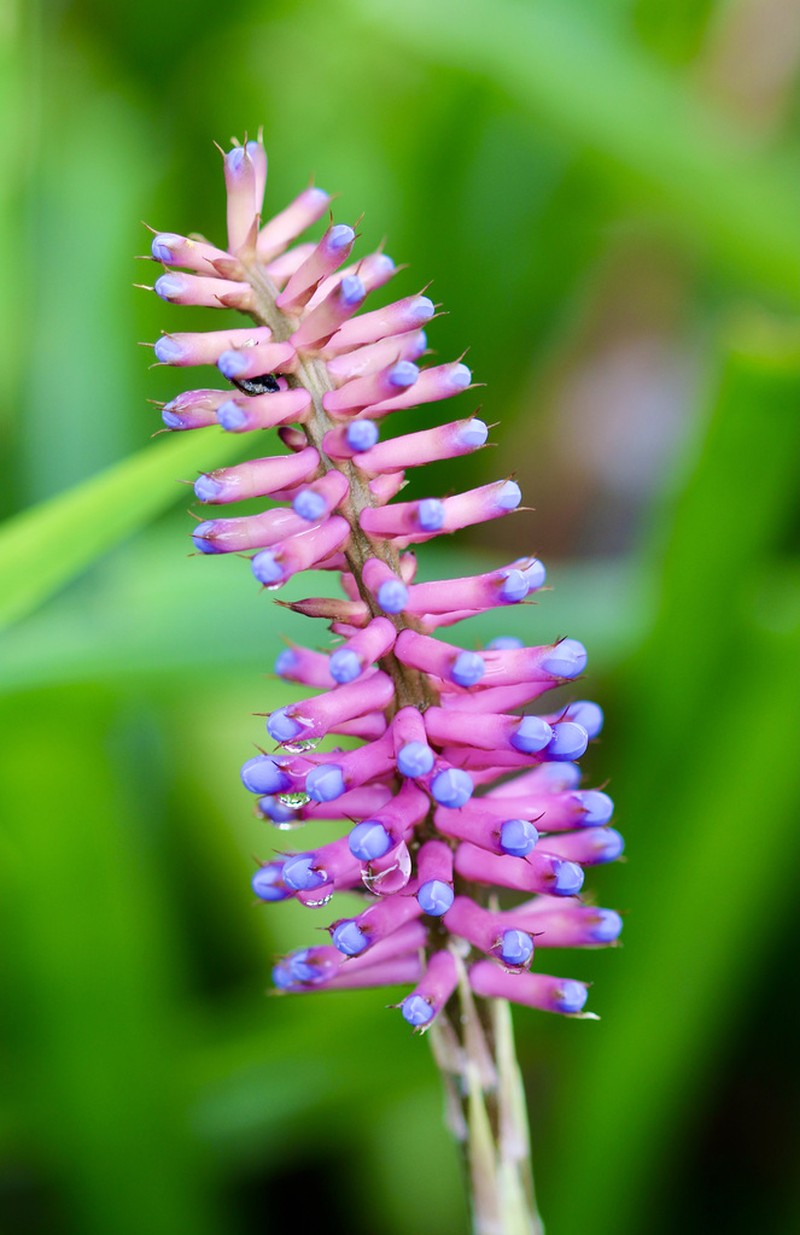 Aechmea gamosepala photo 3