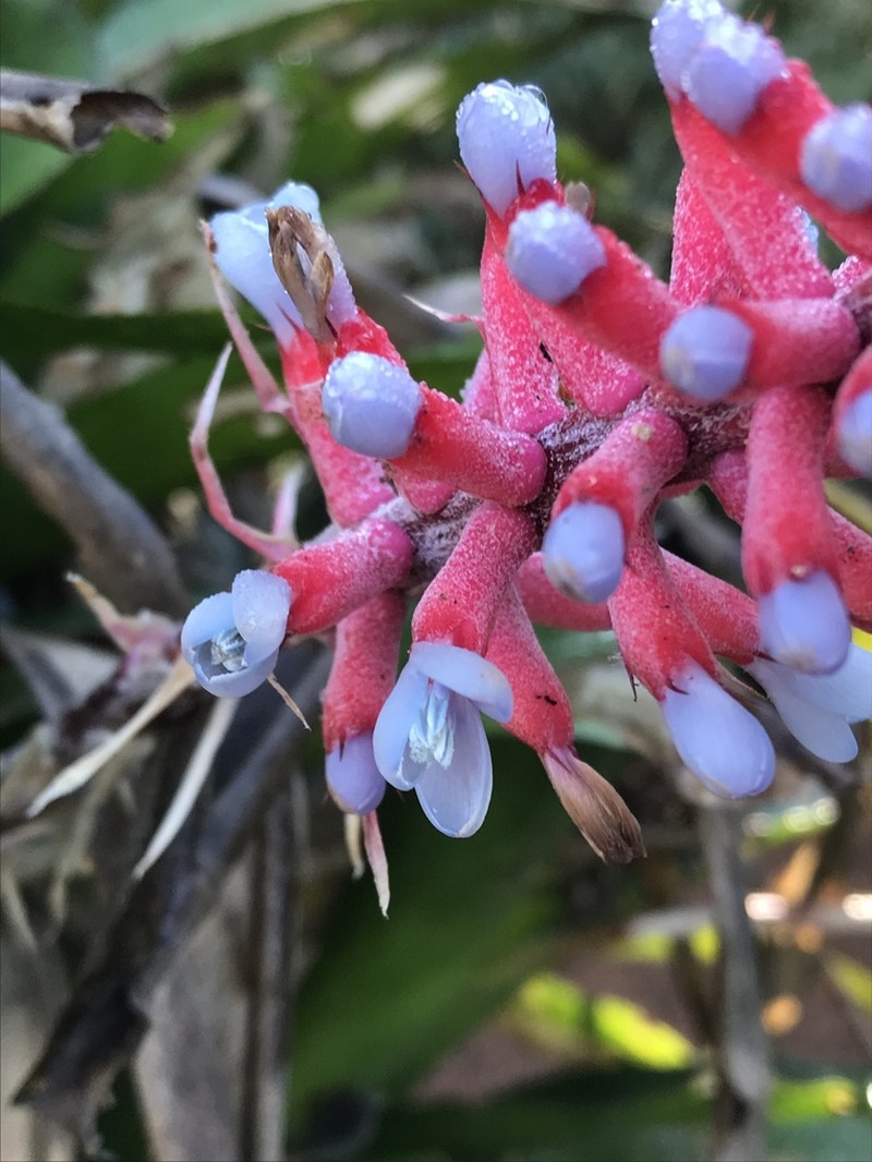 Aechmea gamosepala photo 4
