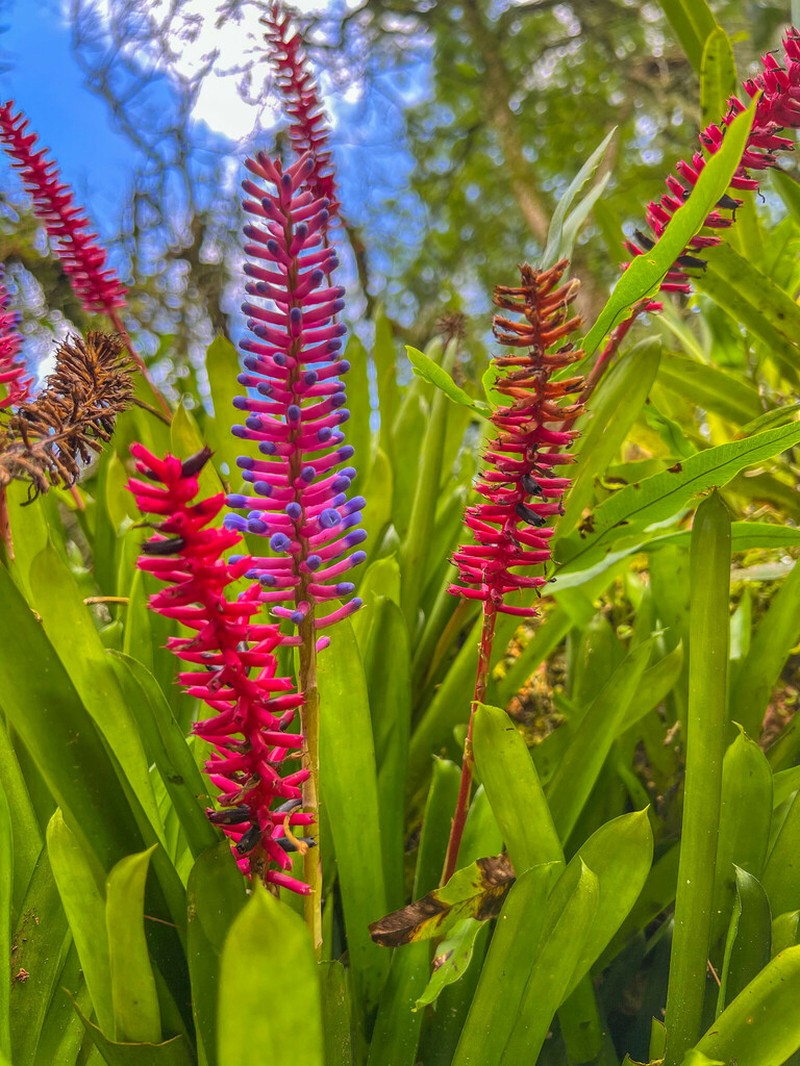 Aechmea gamosepala photo 5