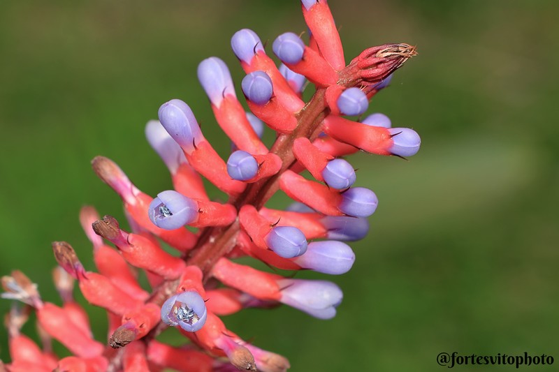 Aechmea gamosepala photo 6