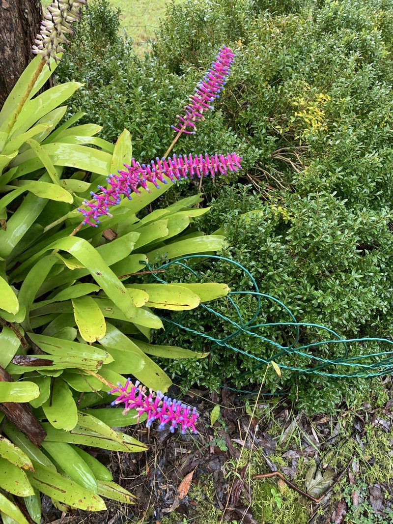 Aechmea gamosepala photo 7