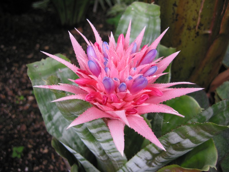 Aechmea gamosepala photo 8
