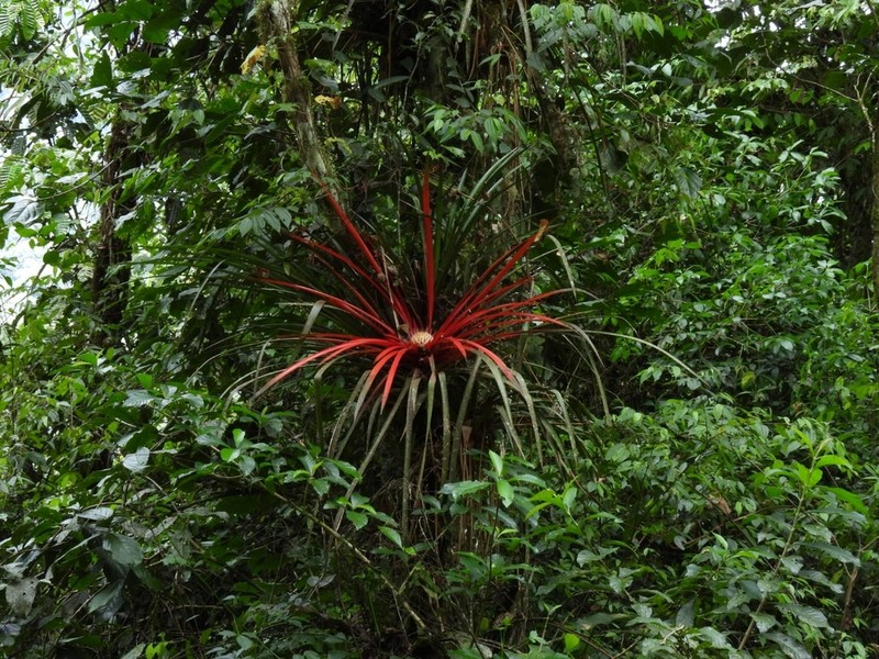 Aechmea geminiflora photo 2