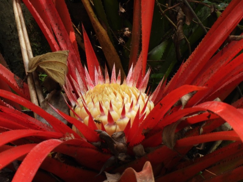 Aechmea geminiflora photo 3