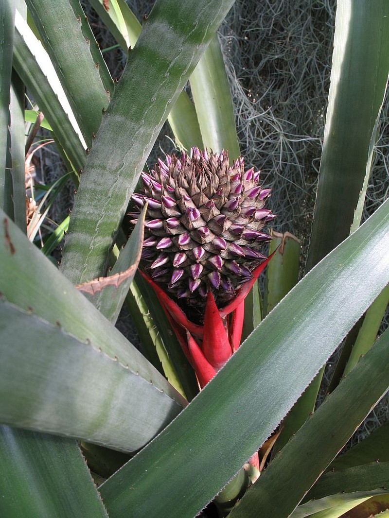 Aechmea gigantea