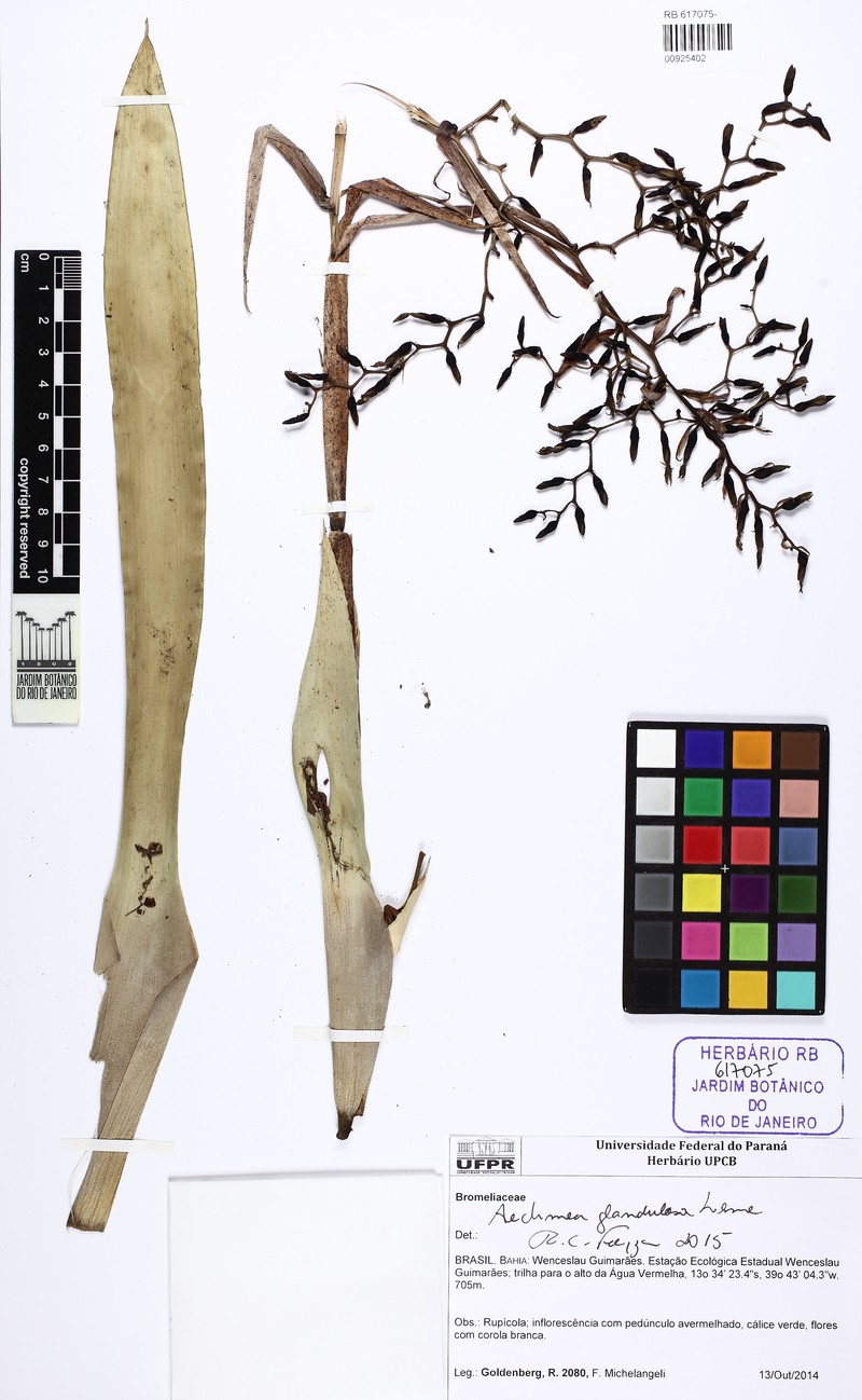 Aechmea glandulosa photo 2