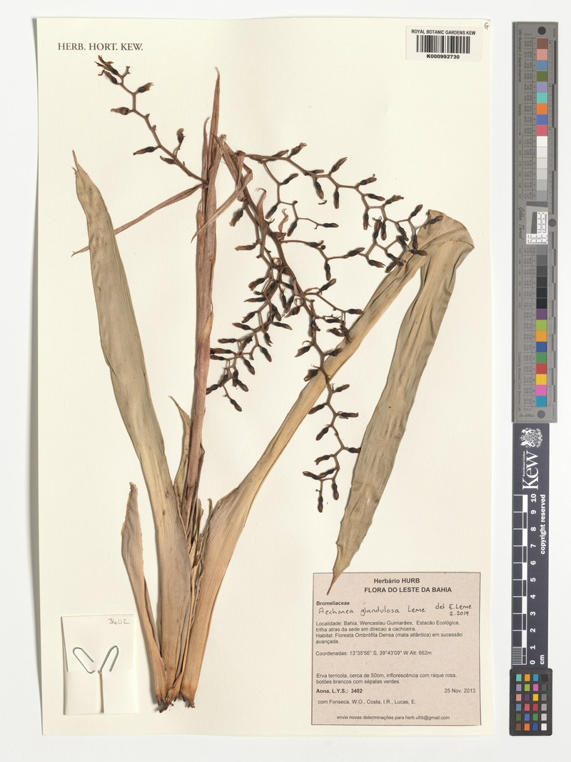Aechmea glandulosa photo 3