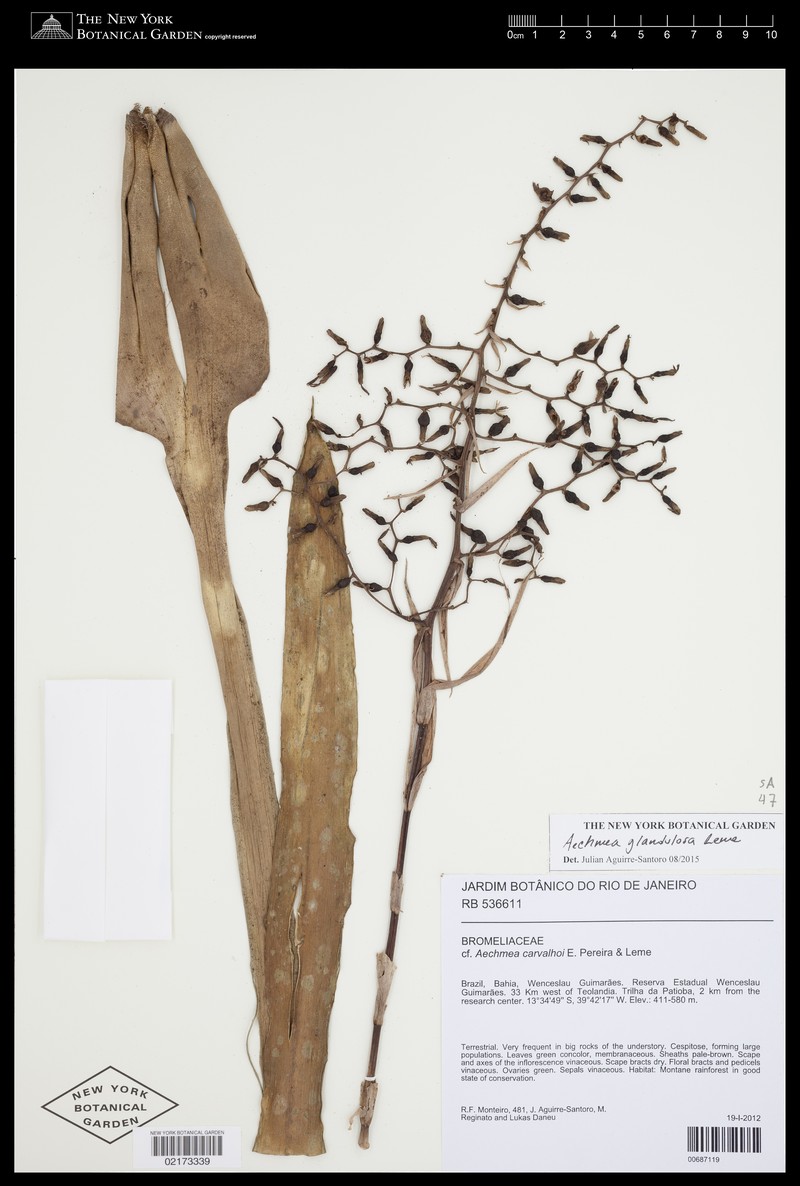 Aechmea glandulosa photo 4