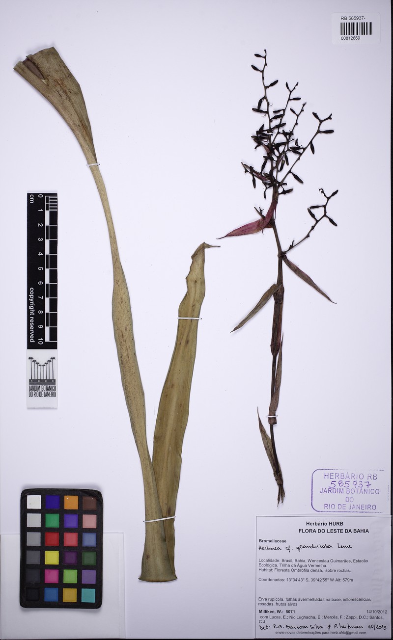 Aechmea glandulosa photo 5