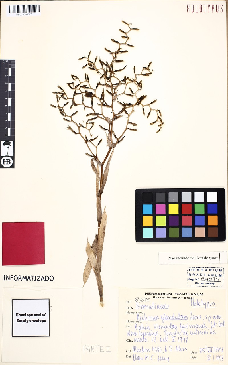 Aechmea glandulosa photo 8