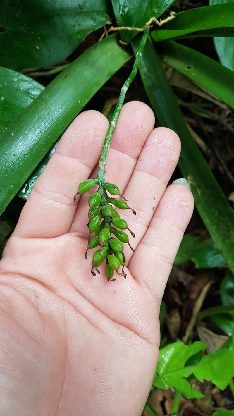 Aechmea gracilis photo 2