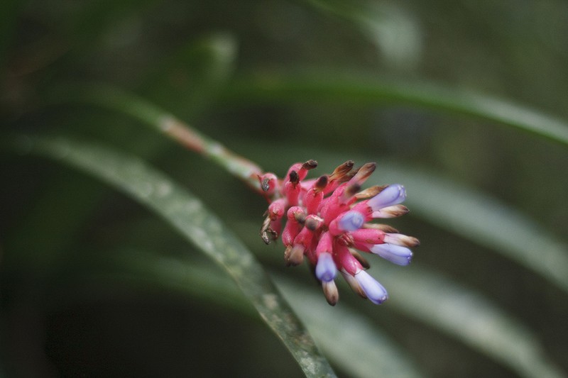 Aechmea gracilis photo 3