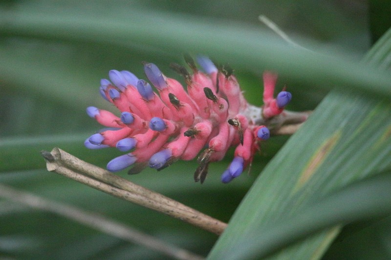 Aechmea gracilis photo 4
