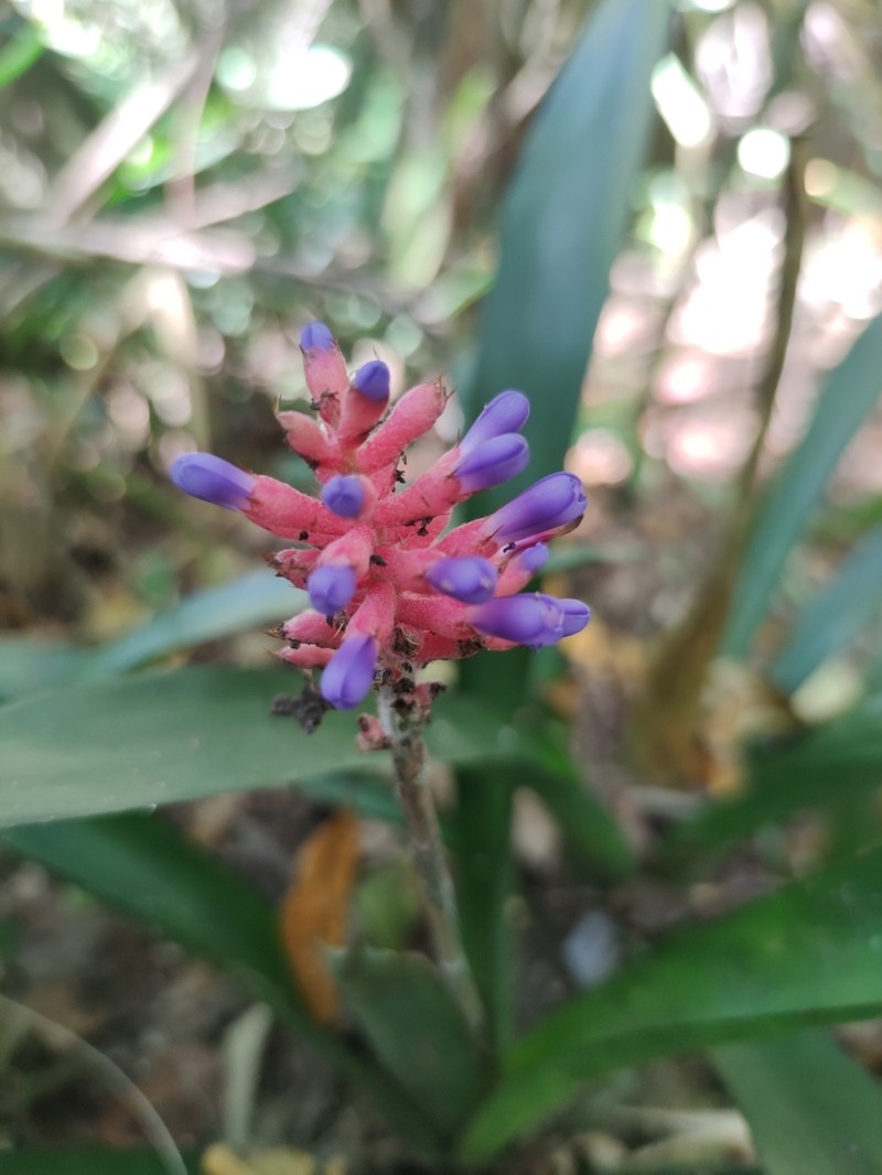 Aechmea gracilis photo 5
