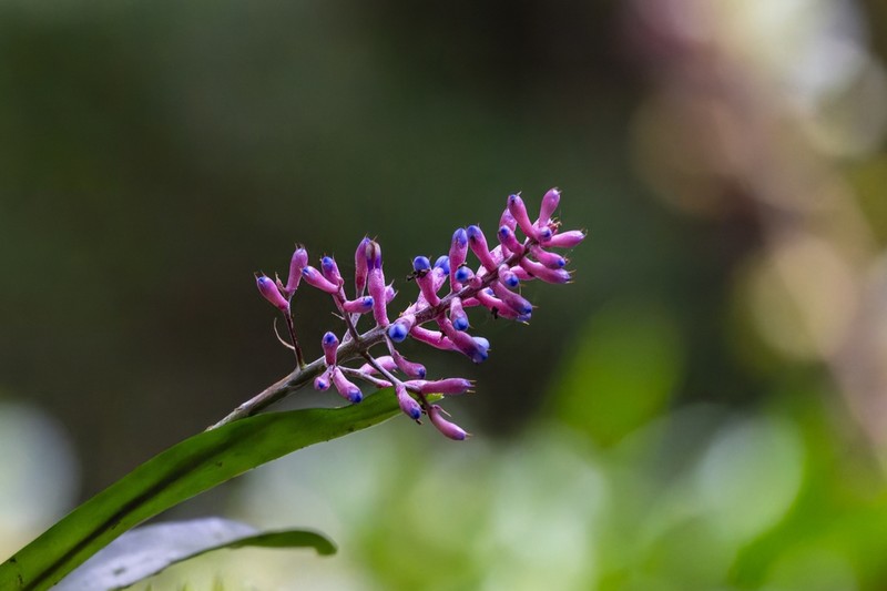 Aechmea gracilis photo 6