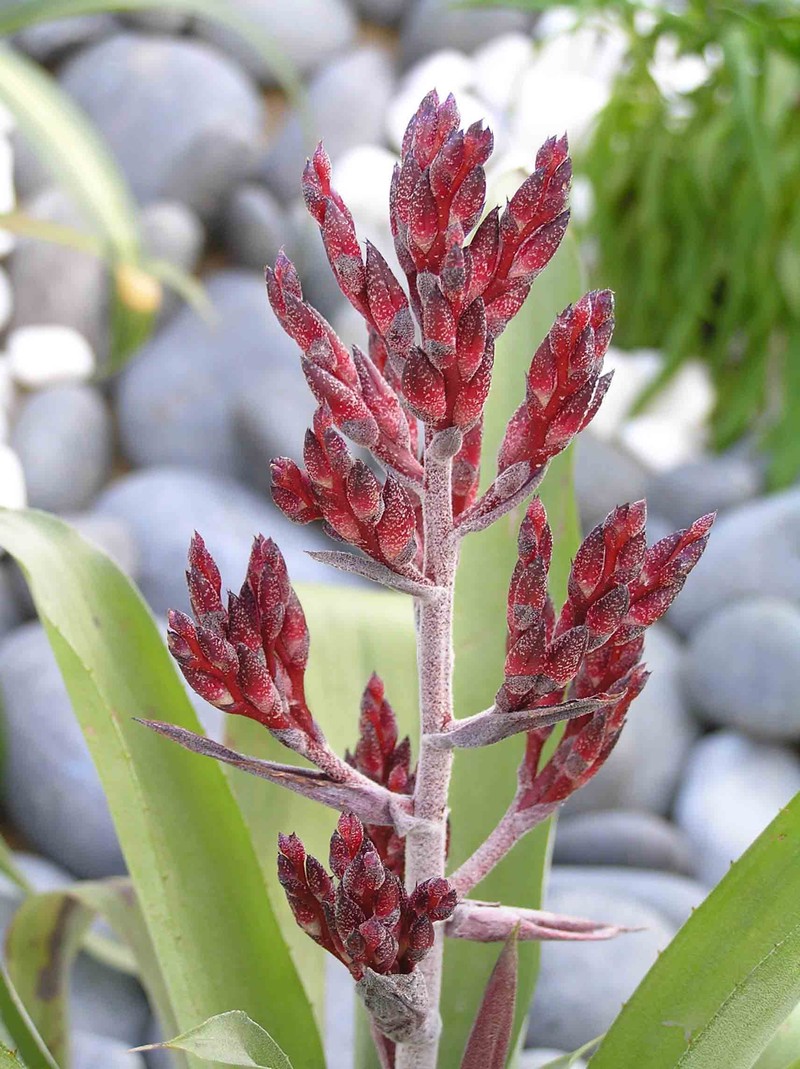 Aechmea gracilis